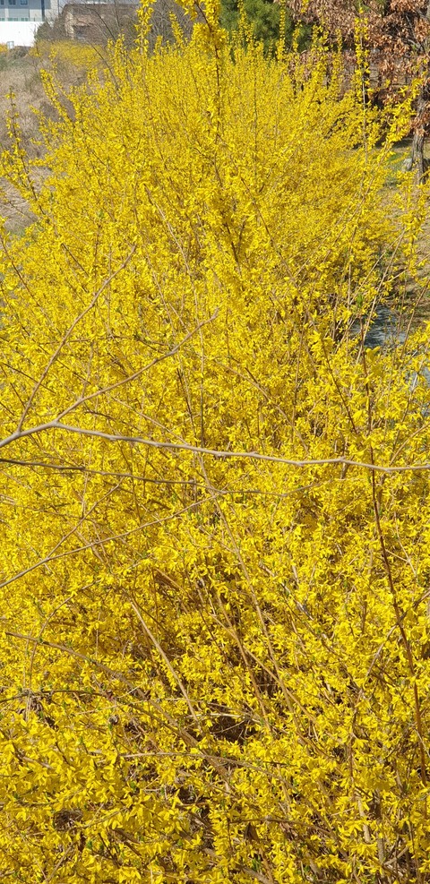 ταπετσαρίες twig, Forsythia