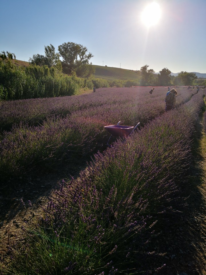 lavanda