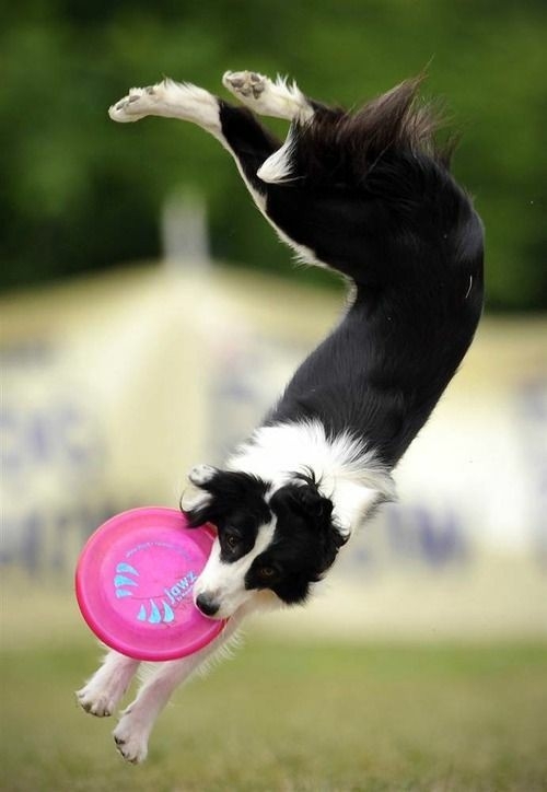 The Border Collie Because There Is No Better Dog