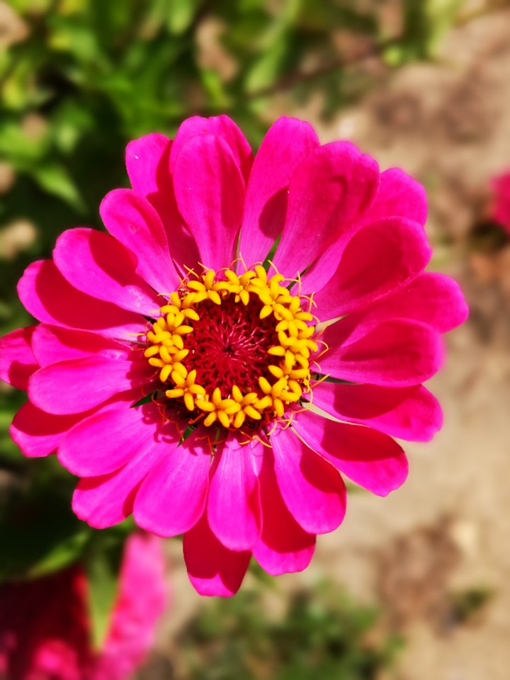 Pink and yellow