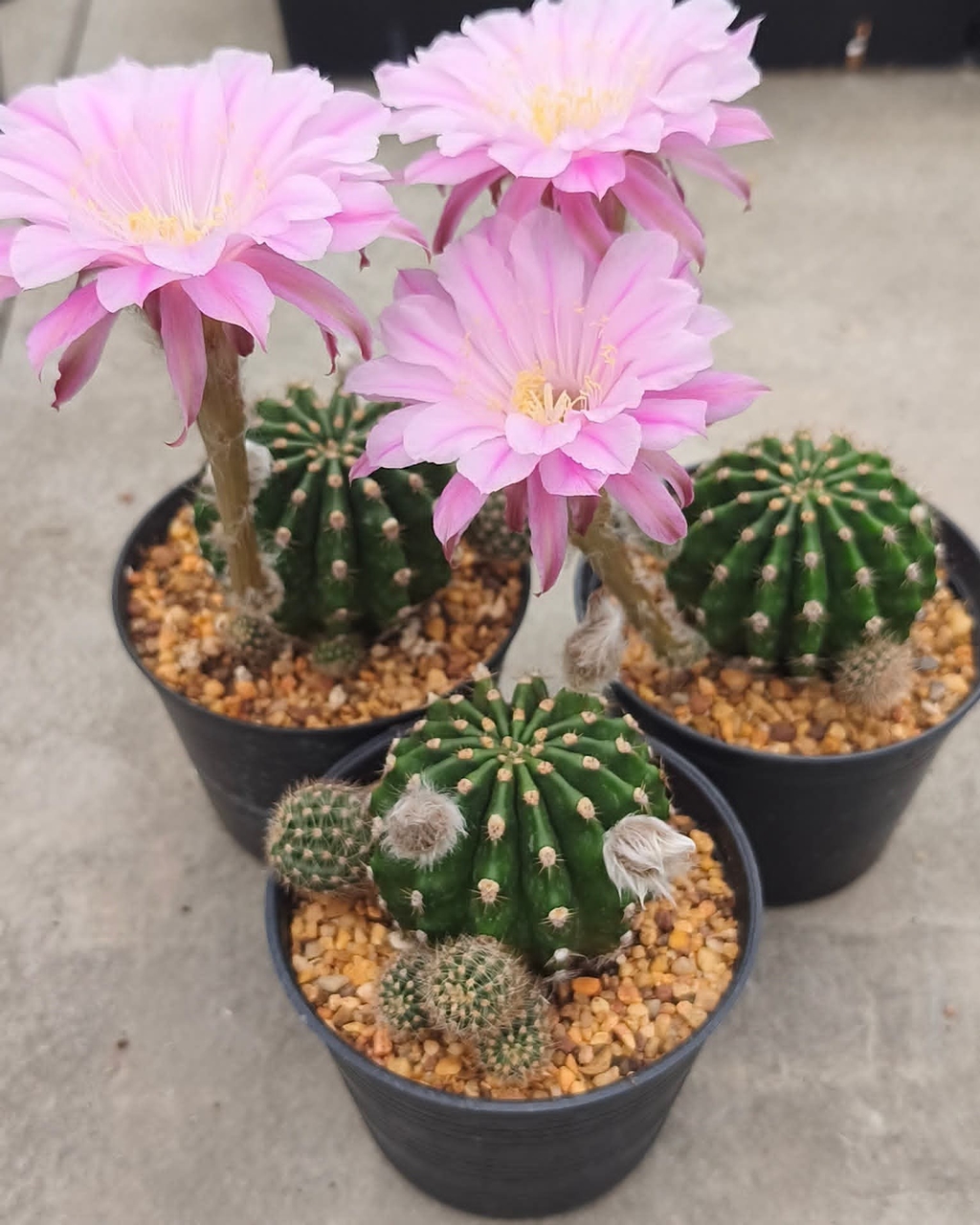 тапети houseplant, pink