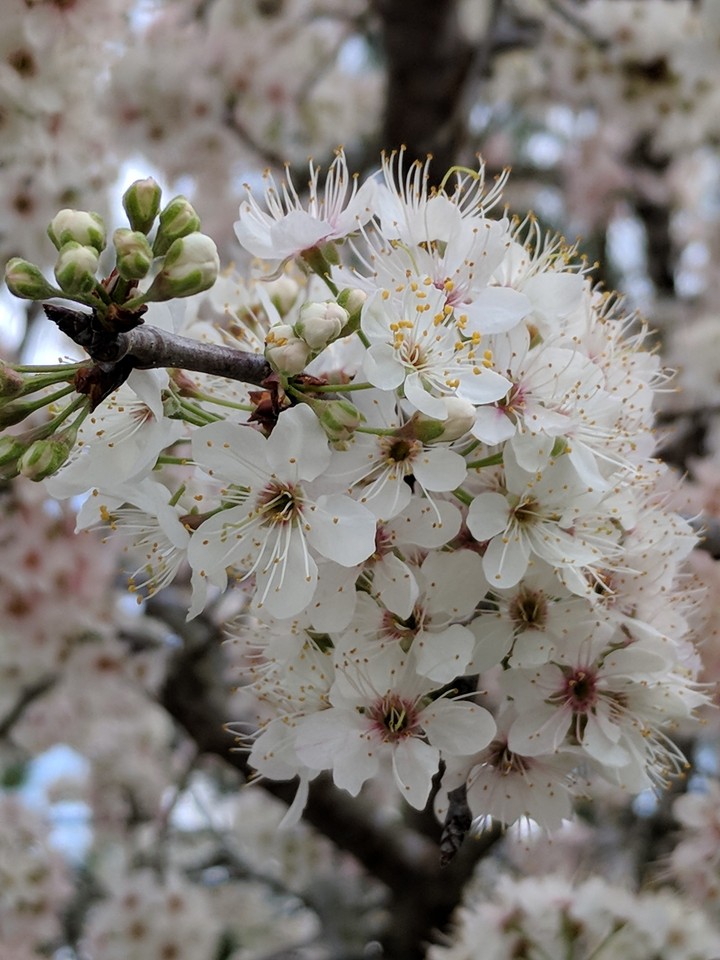 springtime