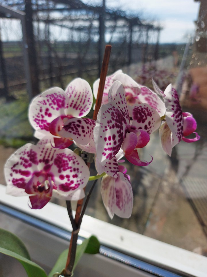 Orchid