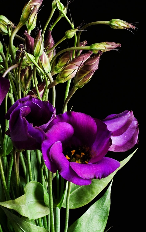 eustoma lisi
