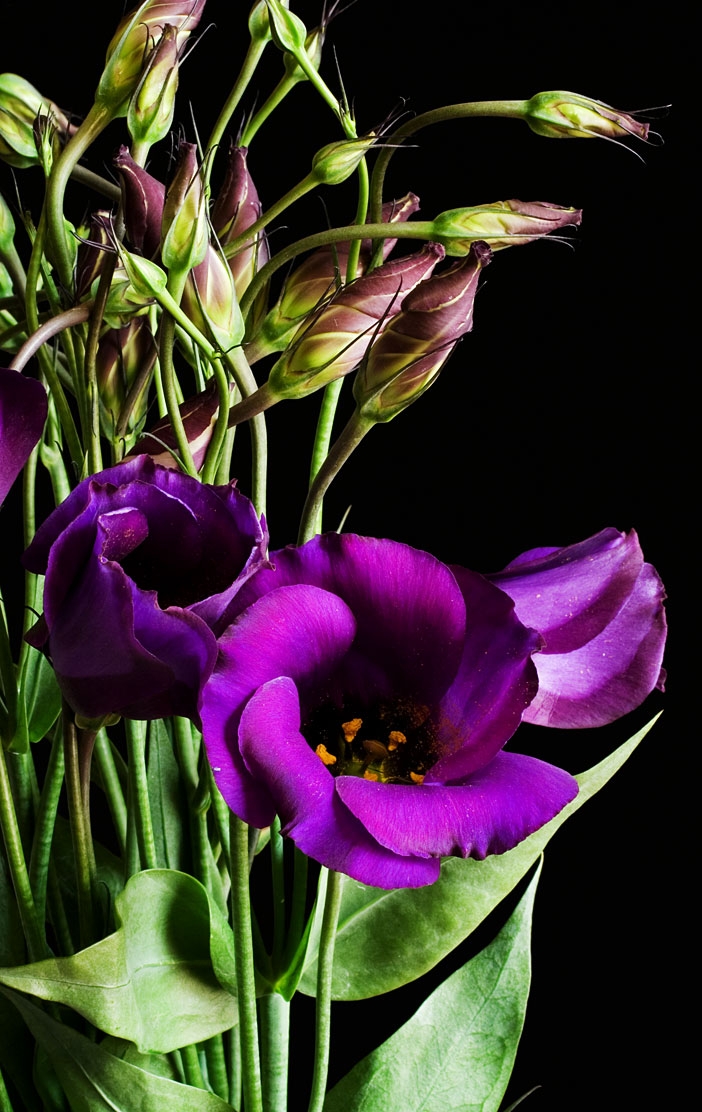 eustoma lisi
