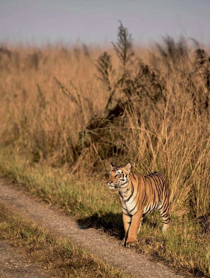 Indian tiger