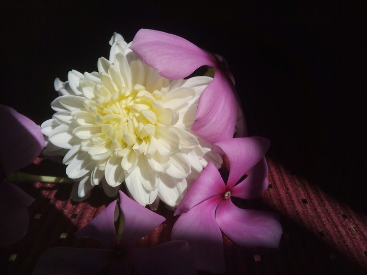 flowe