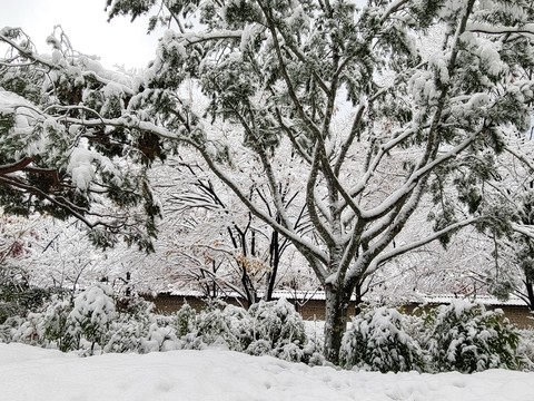 风景, trunk壁纸