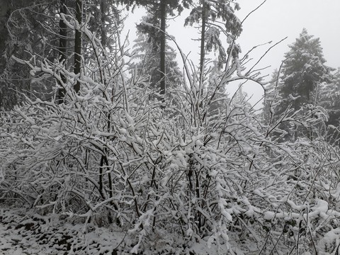winter