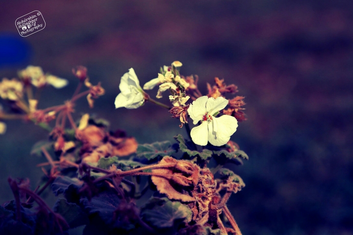 lovely Flowers