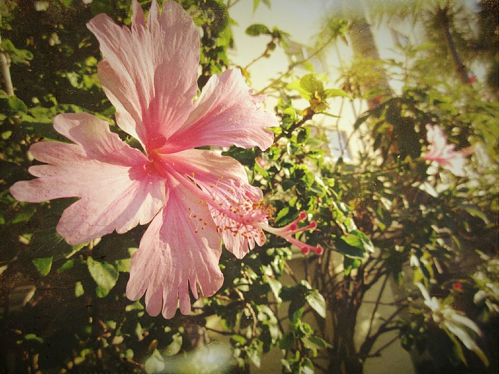 Pink hibiscus flower