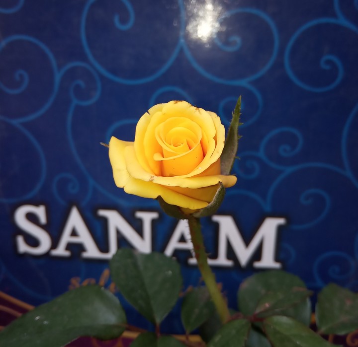 Yellow Rose