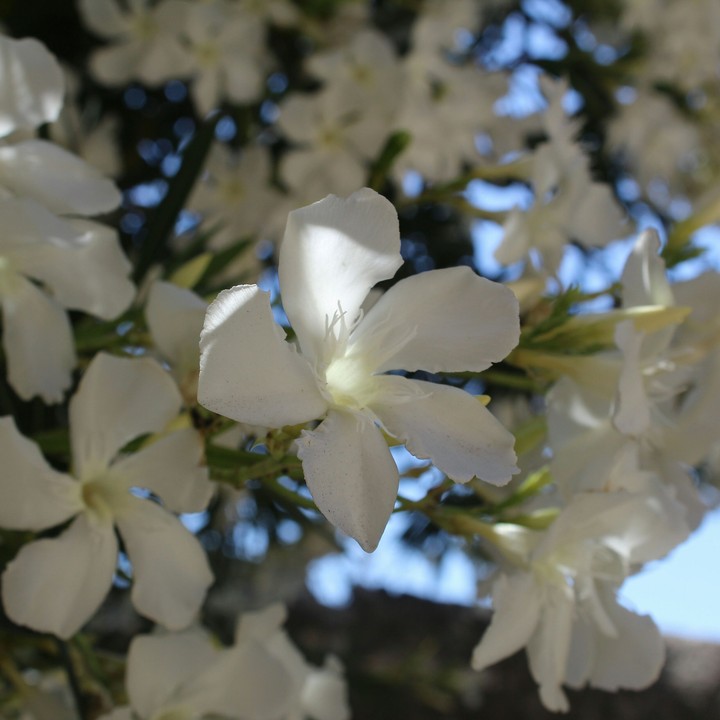 fiore