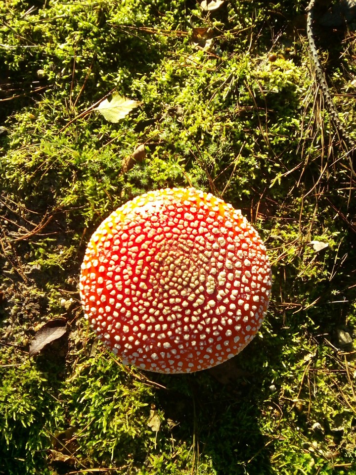 Mushroom