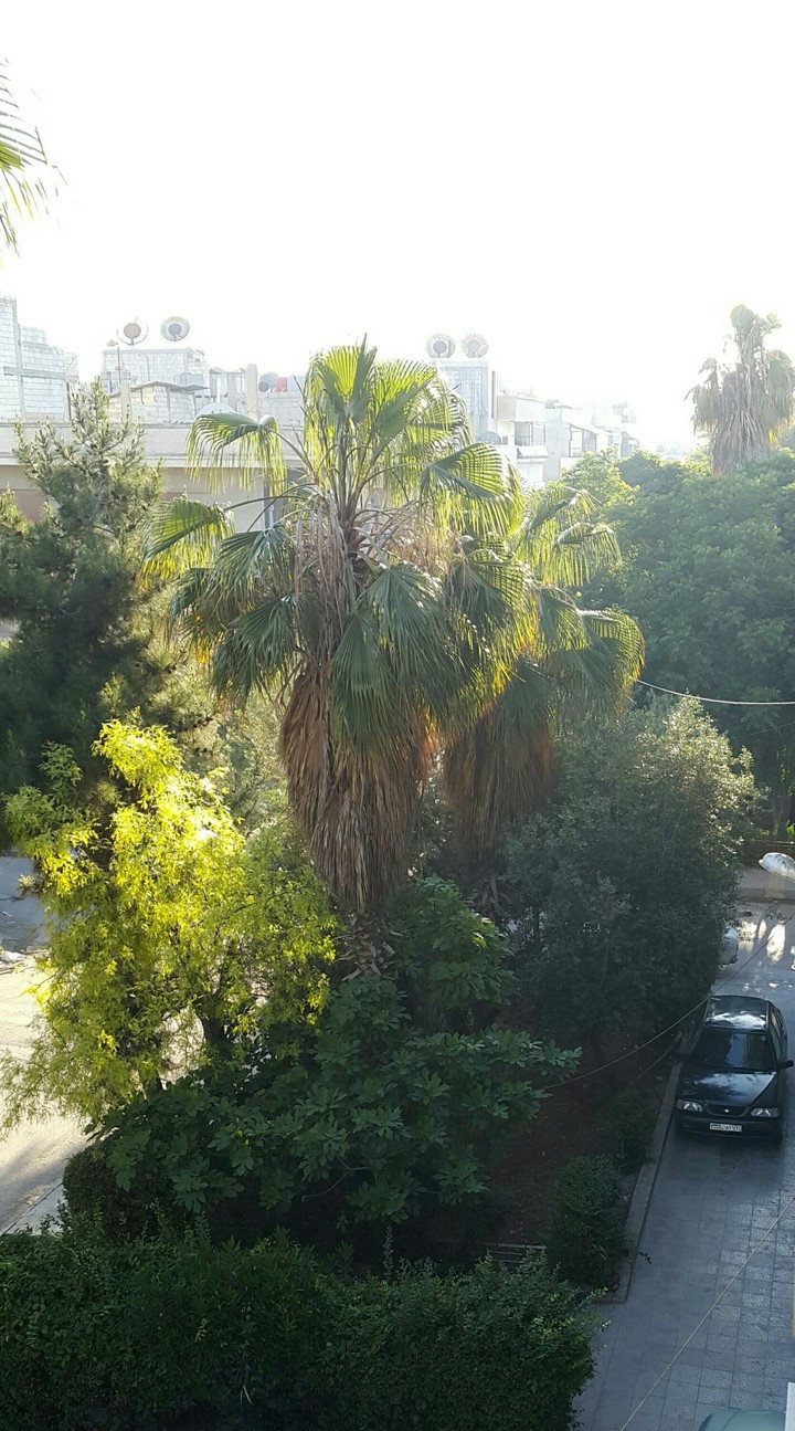 Morning in Syria - Homs