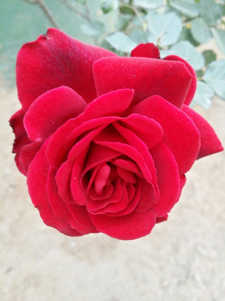 red rose