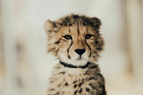 felinae, snout wallpapers