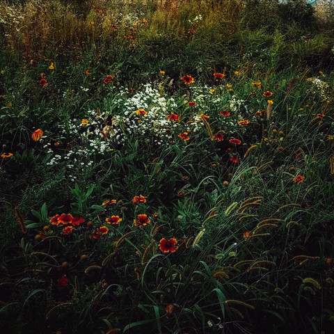 wild flowers and grasses