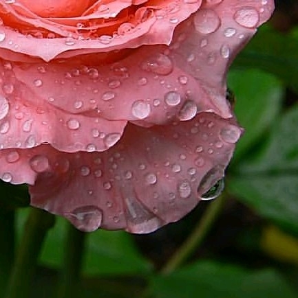 4x Rose