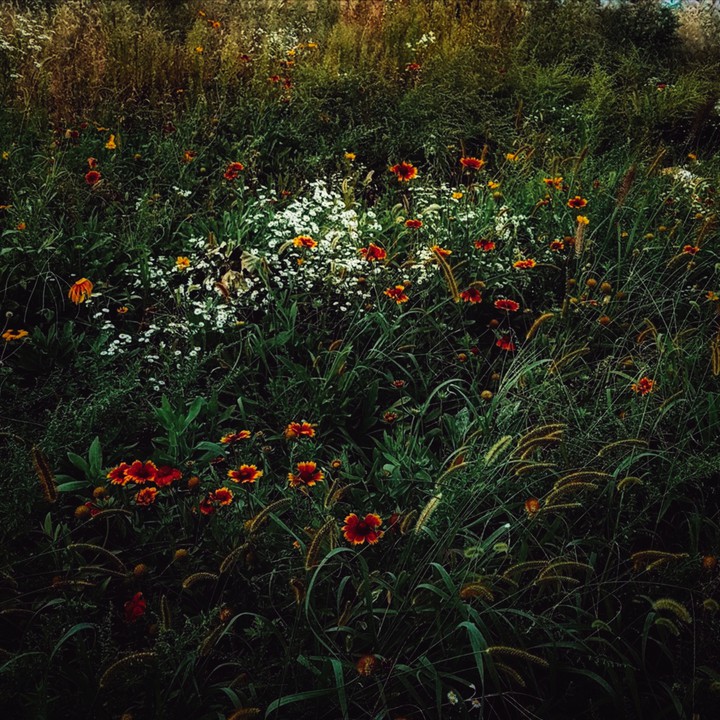 wild flowers and grasses
