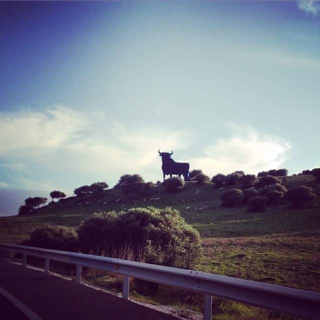 Taurus