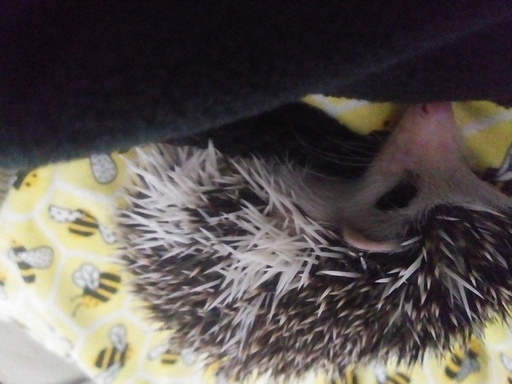 spot