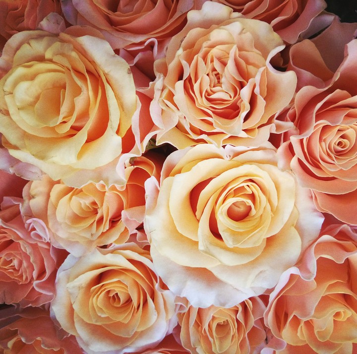 Roses