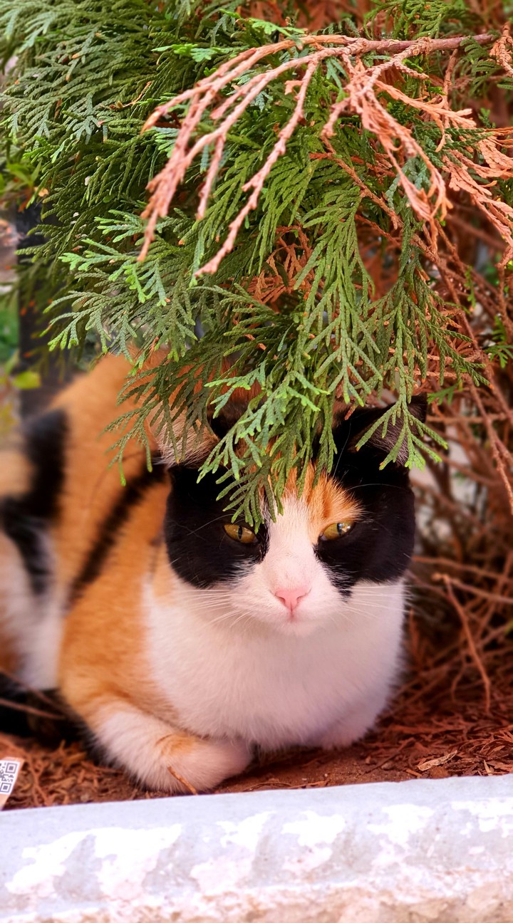 cat?