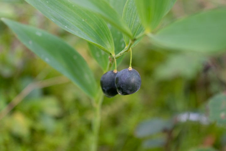 Berries