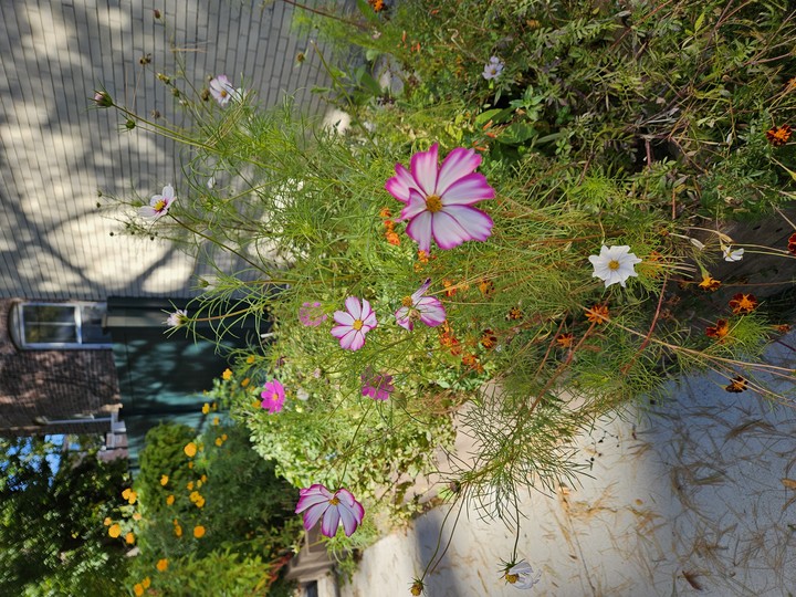 Flower, Petal, Yellow