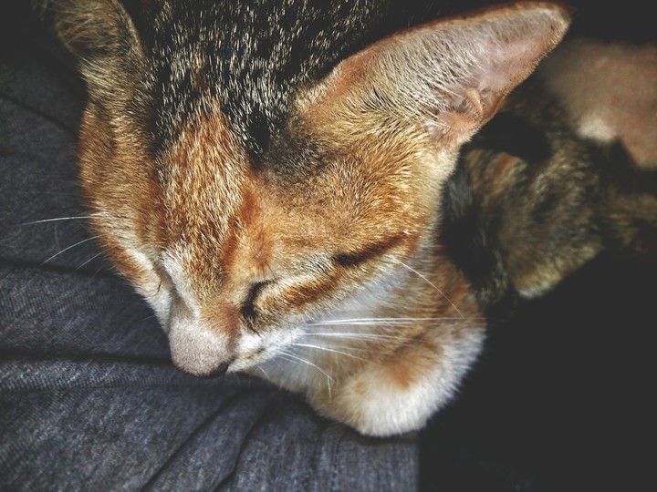 cat