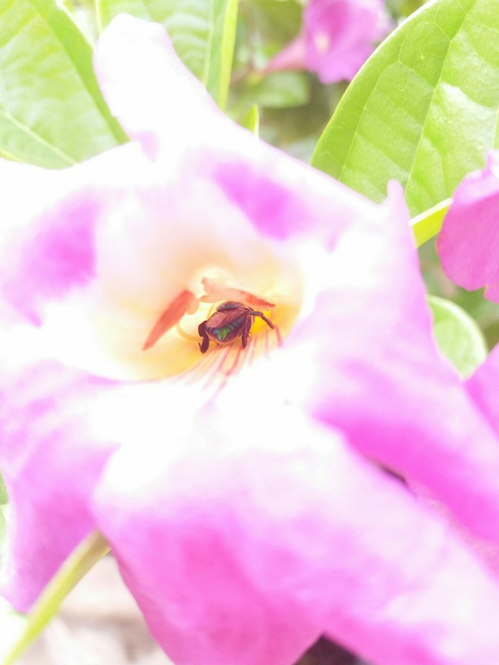O registro era para ser da flor, mas quando percebi... 