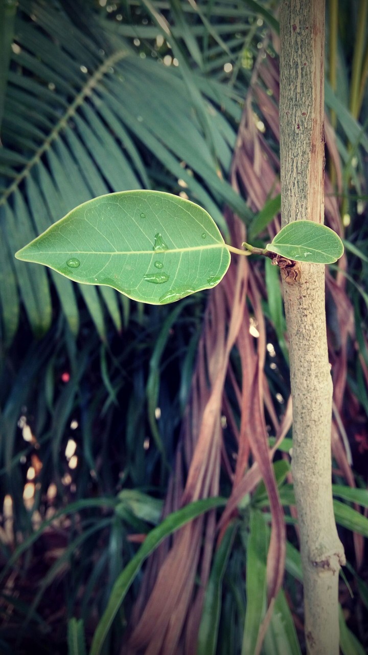 leaf show off