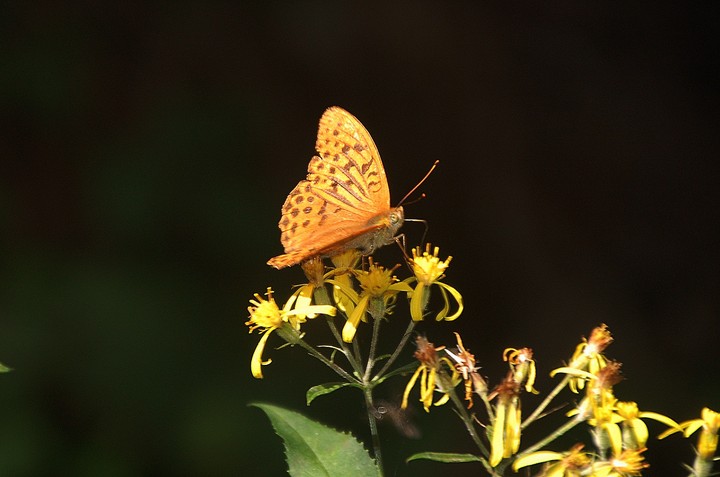 yellow butterfly