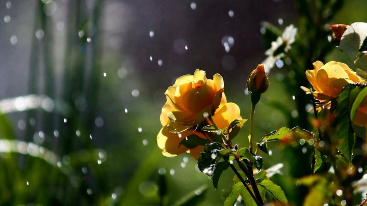 Nature flowers petals
