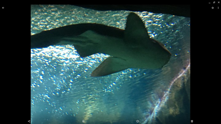 SHARKY?