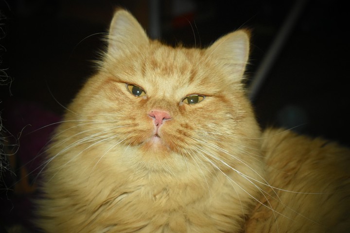 cat