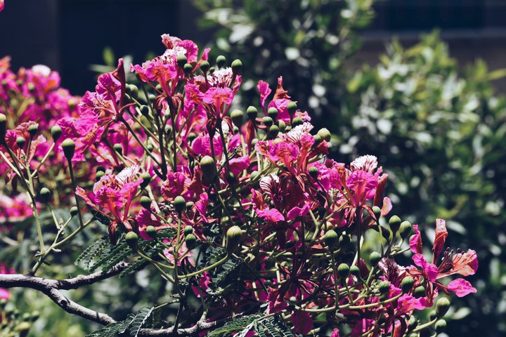 springi