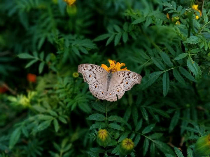 butterfly
