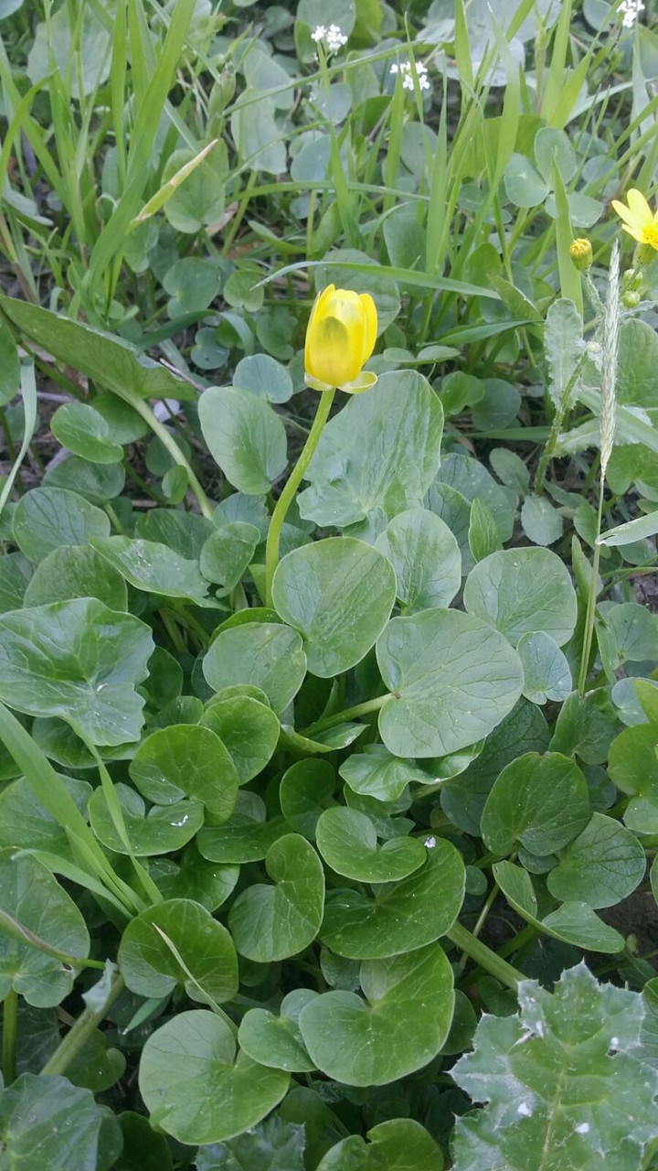 çiçek