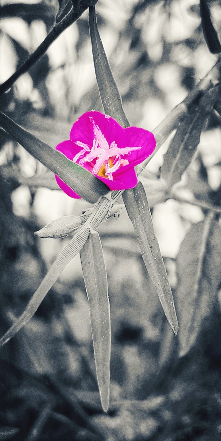 The Earth Laughs in Flowers!