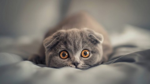 tapety felidae, Close-up