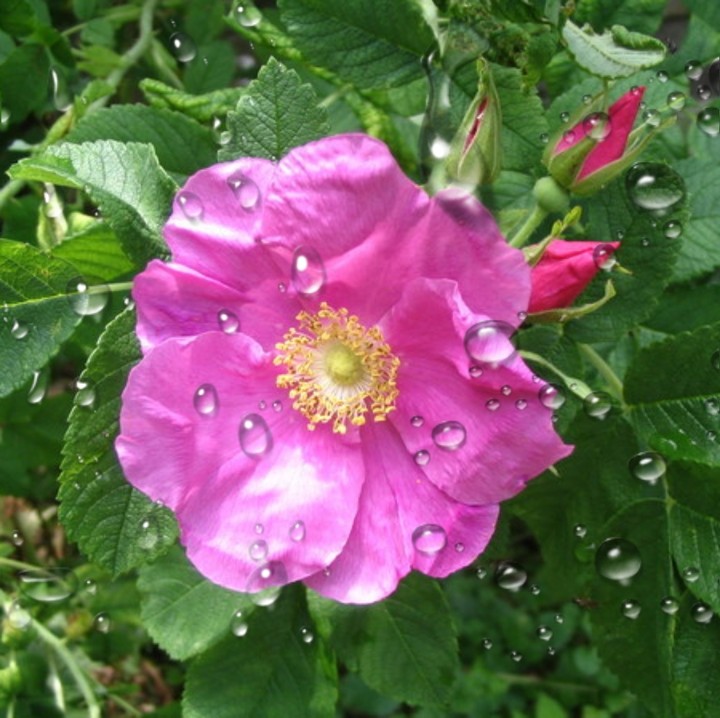 Wild Rose 