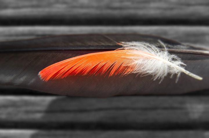 feather orange blur