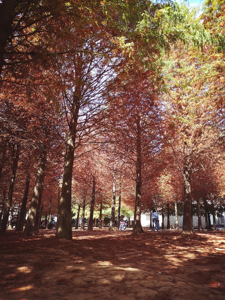 Cypress
