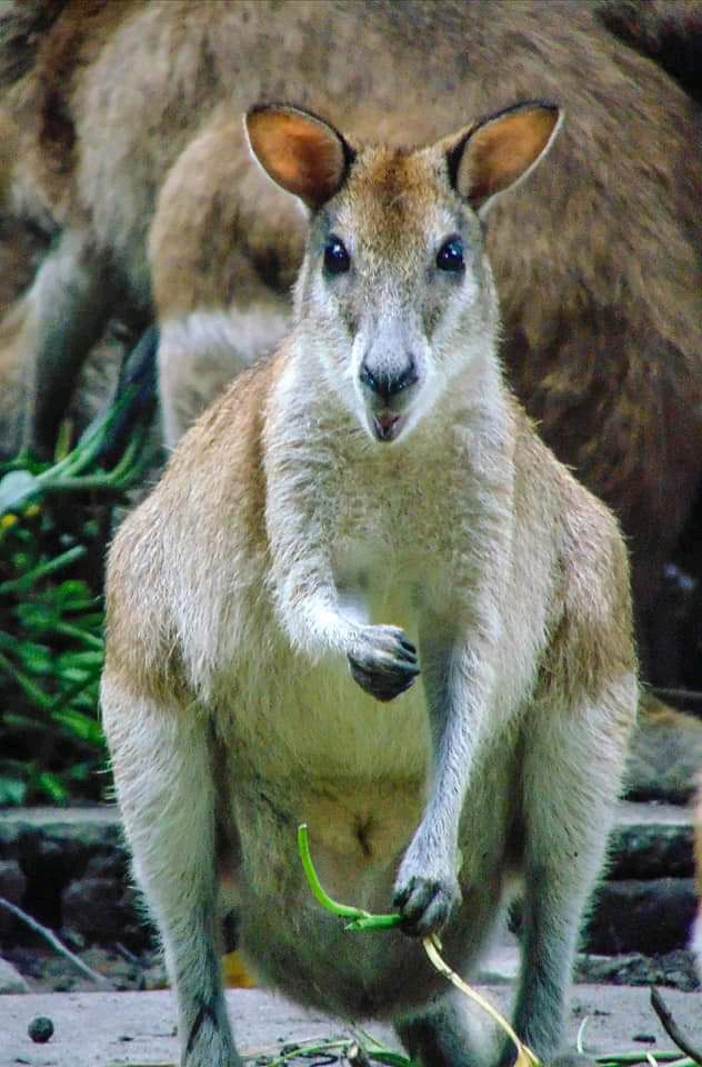 Kangguru Australia