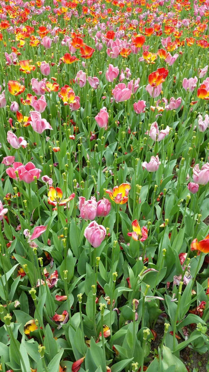 A world full of flowers 