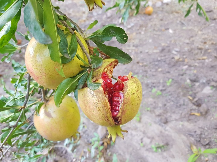 انار