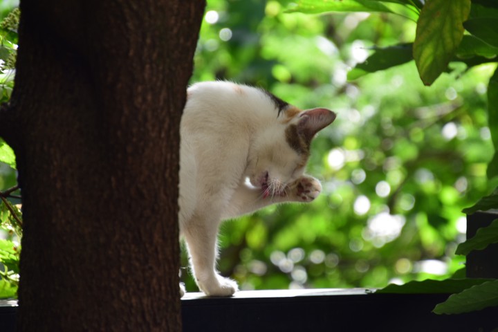 cat