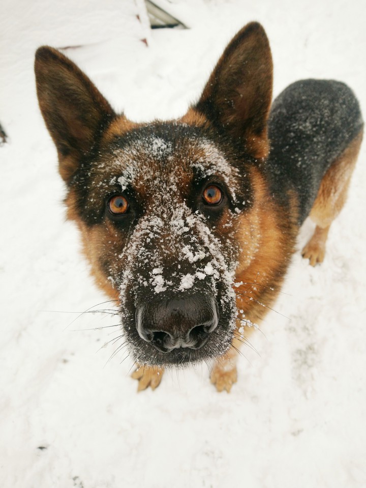 winter dog